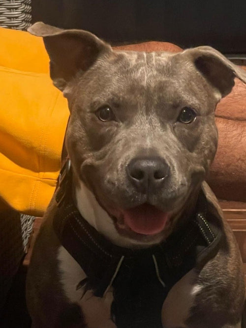 Phone photo of Tay, a blue Staffordshire terrier, smiling